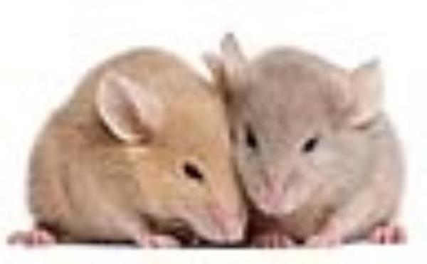 چرا موش ها بهترین گزینه برای تحقیقات هستند