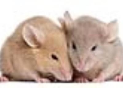 چرا موش ها بهترین گزینه برای تحقیقات هستند