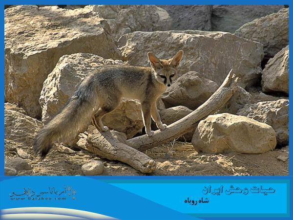 حیات وحش ایران، شاه روباه